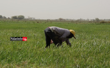 Saint-louis : Plus de 54 000 hectares emblavés en contre-saison chaude (DRDR)