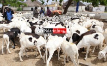 Saint-Louis : les besoins en moutons de Tabaski estimés à 180 000 têtes