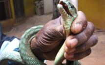 Saint-Louis - Montée des eaux du fleuve Sénégal: Des serpents dérivent par le courant.