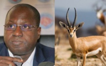 Abdou Karim Sall sur les gazelles mortes : " je n'ai rien à me reprocher et je suis vraiment droit dans mes bottes"