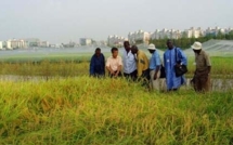 Podor: 166 ha de riz sous les eaux.(Audio)