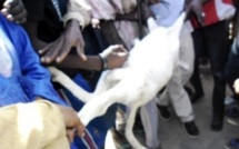 Saint-Louis:  Un mouton tombe en syncope, tiraillé entre un voleur et son propriétaire au foirail de Darou.