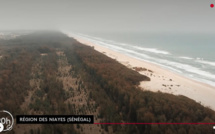 Ils sauvent la planète : les arbres du Sénégal contre l'avancée de la mer