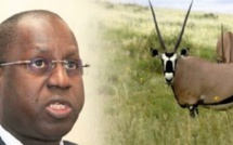 Restitution des Oryx : Abdou Karim Sall parle de « pure manœuvre »