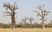 Saint-Louis : Les populations invitées à préserver le baobab