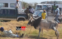 Visite du Premier minitre à Ndioum : Un taureau s’attaque violemment à son berger, en pleine cérémonie. Regardez.