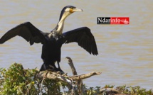 Le parc des oiseaux du Djoudj peine à résister à la pollution