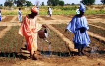 Un projet d'appui à la production et à la formation agricoles lancé dans la région de Saint-Louis.