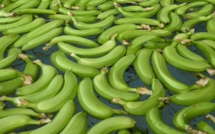 Sénégal : La filière banane perd plus de 334 millions FCFA