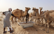 Après le Covid-19 et la fièvre Crimée-Congo, la Mauritanie fait face à la fièvre de la vallée du Rift