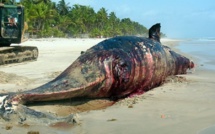 Criminalité faunique : Encore deux Chinois arrêtés à l'AIBD avec de l'ivoire de baleine protégée