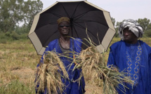 RIZICULTURE : les producteurs de Aéré Lao magnifient l’appui de la SAED (vidéo)