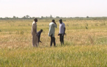 À THIAGO et NDOMBO, le PGIRE booste l’agriculture (vidéo)