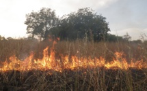 Feux de brousse : 5000 hectares ravagés dans la région de Tambacounda, en 2019