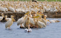 Drame écologique : Perte de 750 pélicans au Djoudj