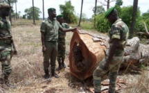 Tambacounda: la gendarmerie saisit 350 troncs d'arbres