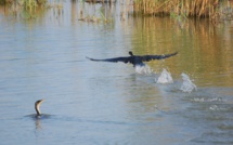 Mauritanie : alerte à la grippe aviaire dans le parc du Diawling