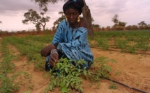 Système d’irrigation au Goutte à Goutte: Un programme de 200 millions pour Thiès, Bambey et Saint-Louis