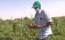 PODOR : Aboubacry SOW sur le terrain de la récolte de la tomate et de l’oignon (vidéo)