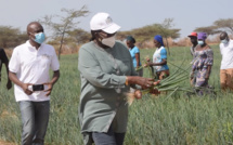 RELANCE DE L’AGRICULTURE : Comment le PDIDAS booste des initiatives locales (vidéo)