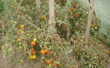 Saint-Louis : Les insectes anéantissent les espoirs des producteurs de tomates.