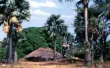 Casamance : la chute d’un rônier tue un militaire (DIRPA)