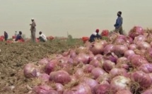 Oignon local : les producteurs invités à accoître leurs capacités d'exportation.