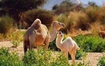 Sénégal/Mauritanie : La transhumance lourdement perturbée !