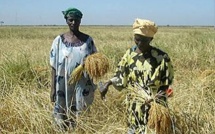 Production rizicole   Les producteurs de la Vallée formés aux techniques de récolte et post-récolte