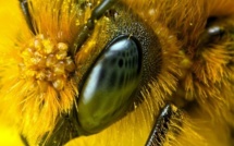 La Russie avertit les États-Unis : la disparition des abeilles provoquerait une 3ème guerre mondiale