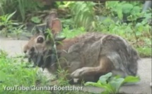 VIDEO Un lapin avec des cornes sur la tête à cause d'une maladie