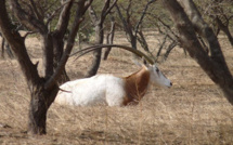 Connais-tu la réserve Spéciale de Faune de Gueumbeul ?