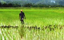 Secteur agricole dans la vallée du fleuve Sénégal, quel potentiel pour les jeunes?