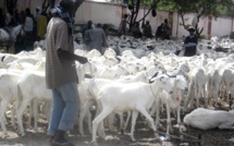 Saint-Louis comptabilise plus de moutons cette année (régional élevage)