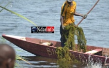 ALERTE: La réserve d’eau douce de Saint-Louis infectée par des herbes sauvages.( Vidéo) 