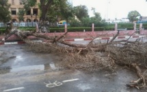 URGENT- Vent violent: Un arbre s’effondre sur la place Faidherbe. [PHOTOS]