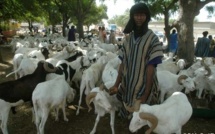 Saint-Louis - Tabaski 2013 : « On tire le mouton par la queue ».