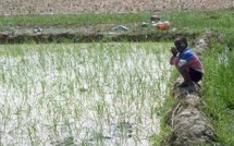 Saint-Louis : les obstacles au développement agricole identifiés.