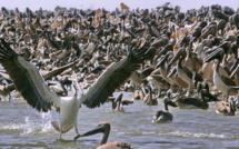 Dénombrement international et annuel des oiseaux d’eau migrateurs: Plus de 3 millions d'individus fréquentent cette année le Djoudj