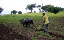 Sénégal: Les exploitations agricoles familiales vivent ’’une extrême pauvreté’’.