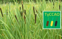 Le Typha : "Une plante envahissante", mais très utile » (exploitant)