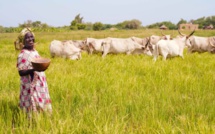 Appui aux migrants de retour : La FAO a aménagé 36 parcelles fourragères à Saint-Louis et Louga