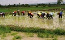 Riziculture : de nouvelles techniques culturales expérimentées dans la Vallée