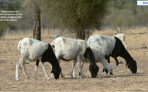 Podor : la rareté des pâturages fait craindre le retour de la transhumance