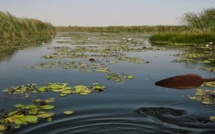 Saint-Louis - Réserve naturelle de Tocc Tocc : Un paradis de lamantins menacé par la pollution chimique