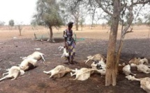 1380 petits ruminants décimés au Ranch de Dolly