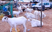 Tabaski de tous les dangers: Macky Sall ordonne un approvisionnement correct en moutons, à des prix accessibles