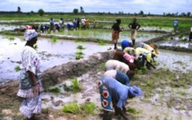 Compétitivité du riz de la vallée du fleuve Sénégal : les recommandations ramènent l’espoir