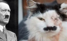 Un chat torturé parce qu’il ressemblait à Hitler