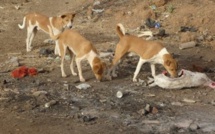 Ngallèle Sud : des chiens errants sèment la terreur